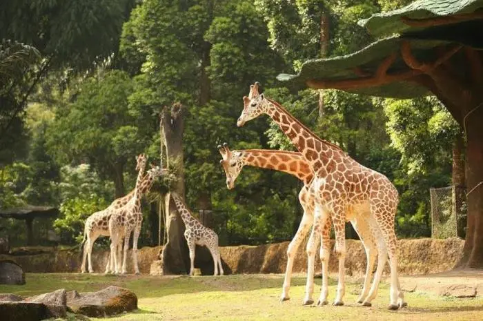 10 Tempat Wisata di Bogor untuk Pengalaman Liburan yang Tidak Terlupakan